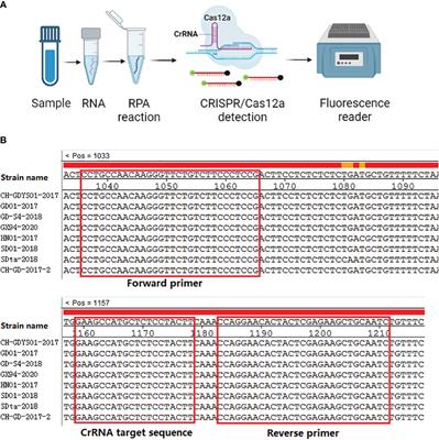 Real-time detection of Seneca Valley virus by one-tube RPA-CRISPR/Cas12a assay